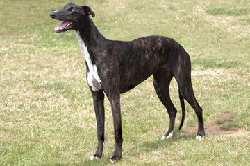 Obraz na płótnie Canvas Dark brindle greyhound standing in rough grass