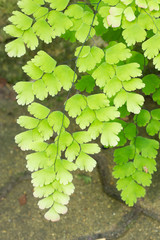 Maidenhair fern