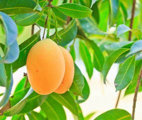 Maprang Marian Plum or  Plum Mango of Thailand