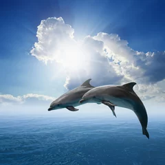  Dolfijnen springen © IgorZh