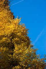 Tree with yellow autumn colors