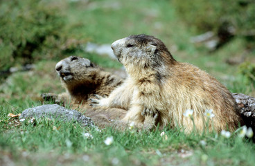 Marmots playing fight in french Alps