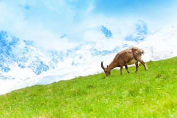 Mountain goat in the pasture