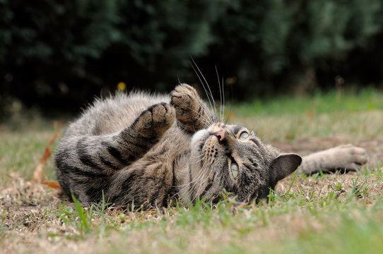 Katze in R&uuml;ckenlage