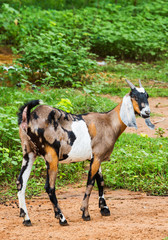 Goat in farm