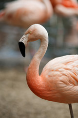 flamants rose