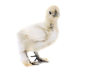 young Silkie