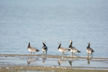 Barnacle Gooses