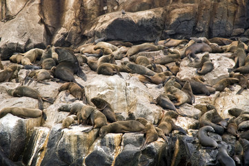 Sea Lions Island