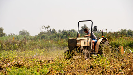 Obraz premium Tractor Labrando Un Huerto. Valencia. España