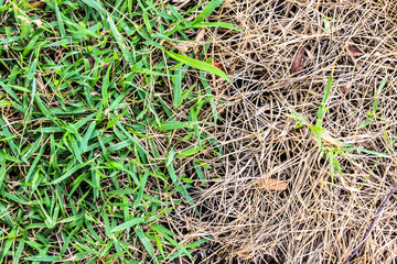 Fresh and dry grass
