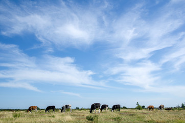Fototapeta na wymiar Cattle in plain grassland