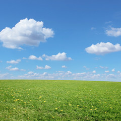 Fototapeta na wymiar Green Grass Landscape