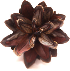 pine cone