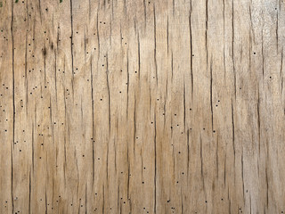 Wood veneer attacked by woodworm