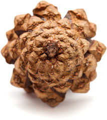 pine cone