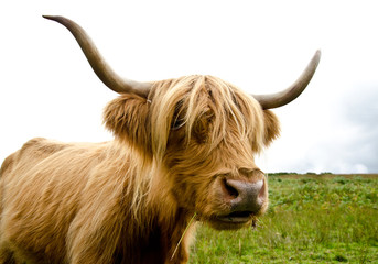 Scottish highland cow near Loch Katrine