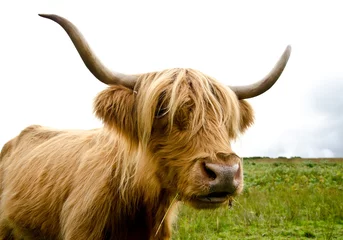 Papier Peint photo Highlander écossais Scottish highland cow near Loch Katrine