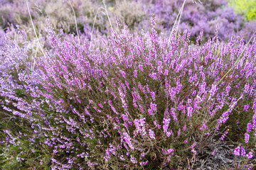 Obraz premium branches of a blossoming heather close up