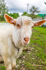 Portrait of a funny goat looking to a camera over blue sky backg