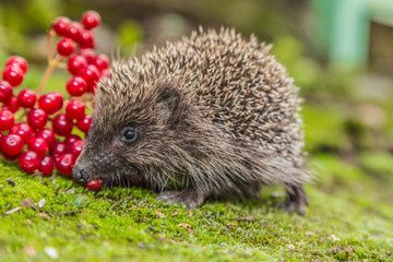 Wild Hedgehog is looking for a food