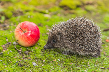 Wild Hedgehog is looking for a food
