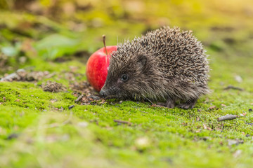 Wild Hedgehog is looking for a food
