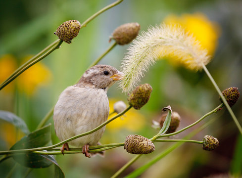 House sparrow sitting on a grass stalk