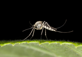 Aedes mosquito on leaf, extreme macro photo