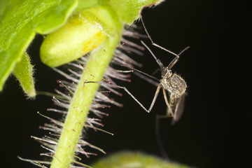 Aedes sticticus mosquito on leaf, extreme macro photo