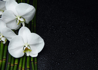 Naklejka na ściany i meble Branch White orchid with bamboo grove