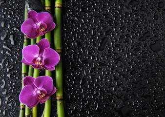 orchid and black stones and thin bamboo grove on wet