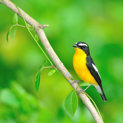 Yellow-rumped Flycatcher bird