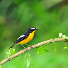 Yellow-rumped Flycatcher bird