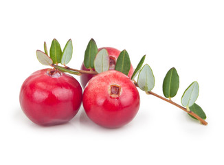 Forest berry cranberry with leaves isolated on white background.