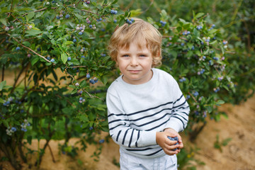 Little boy picking blueberry on organic self pick farm