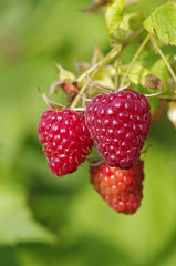 Close-up of the ripe raspberry
