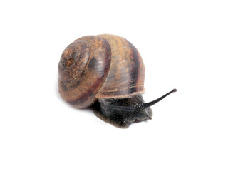 snail