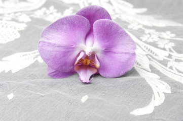 A single pink orchid lying down on the white lace
