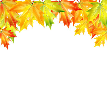 .autumn maple leaves on a white background.autumn background.vec