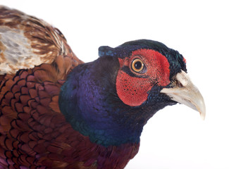 Male European Common Pheasant