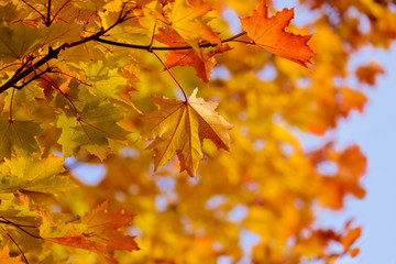 Fall maple leaves at branch
