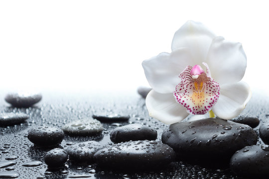Fototapeta biała orchidea i mokre czarne kamienie