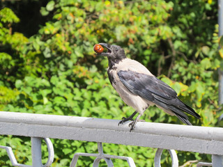 Hungry crow