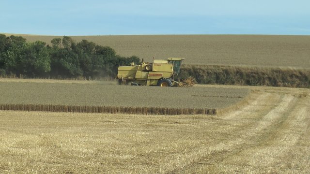 moisson du bl&eacute;