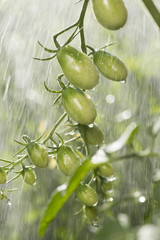 Green tomatoes in the rain