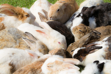 Group of rabbits