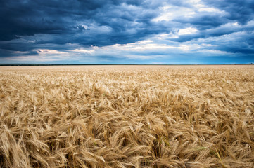 Fototapeta na wymiar dramatyczne niebo na polu pszenna