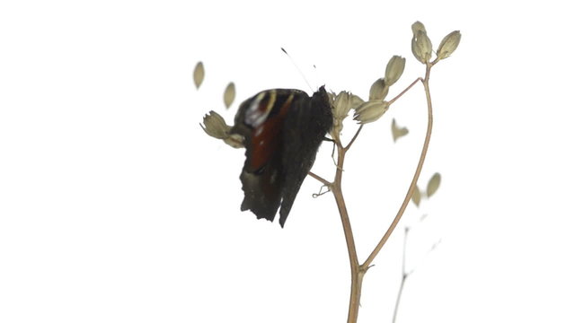 European Peacock butterfly on a branch and plapping wings