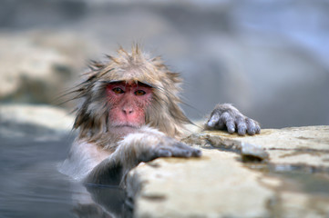 Relaxing Monkey in a natural onsen located in Snow Monkey